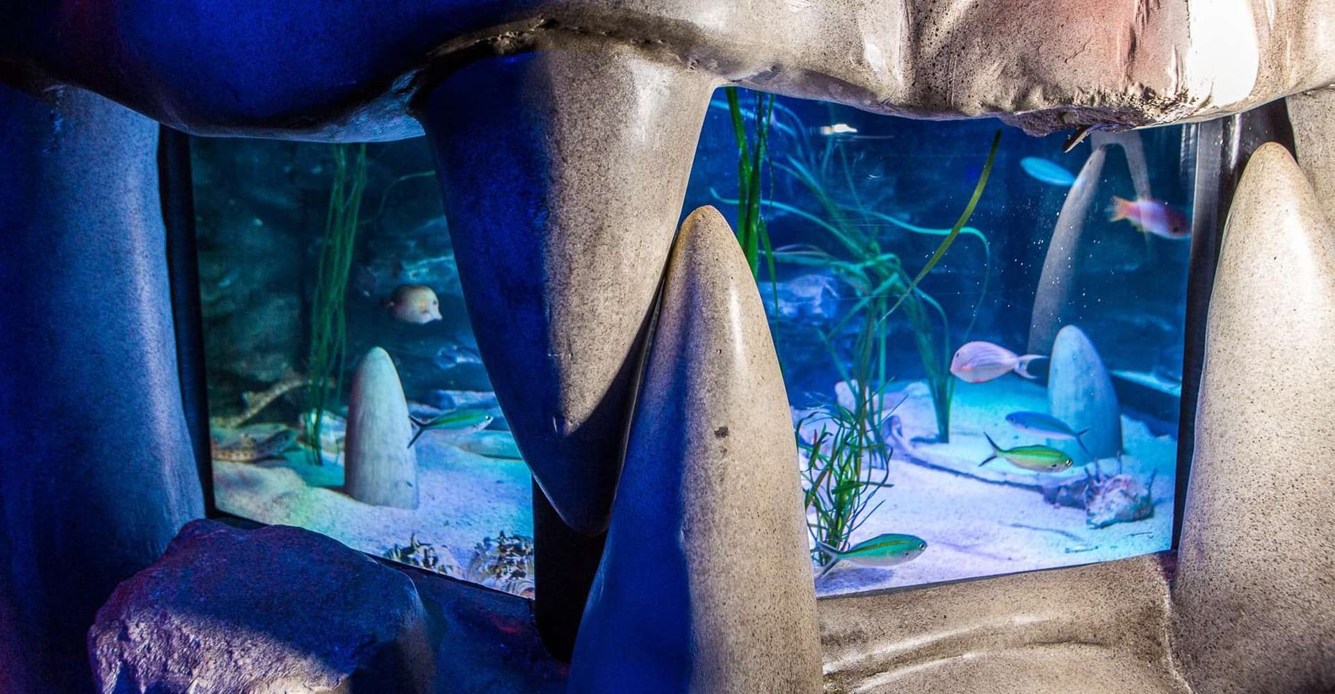 Melbourne: SEA LIFE Aquarium Entrance Ticket photo 19