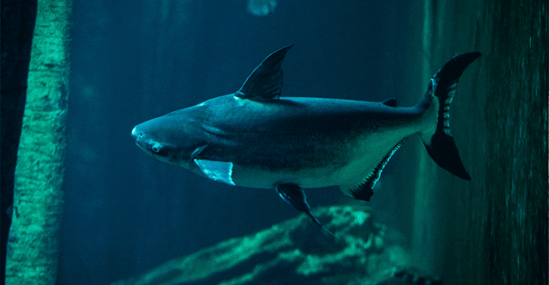 Zaragoza : Aquarium entry ticket photo 4