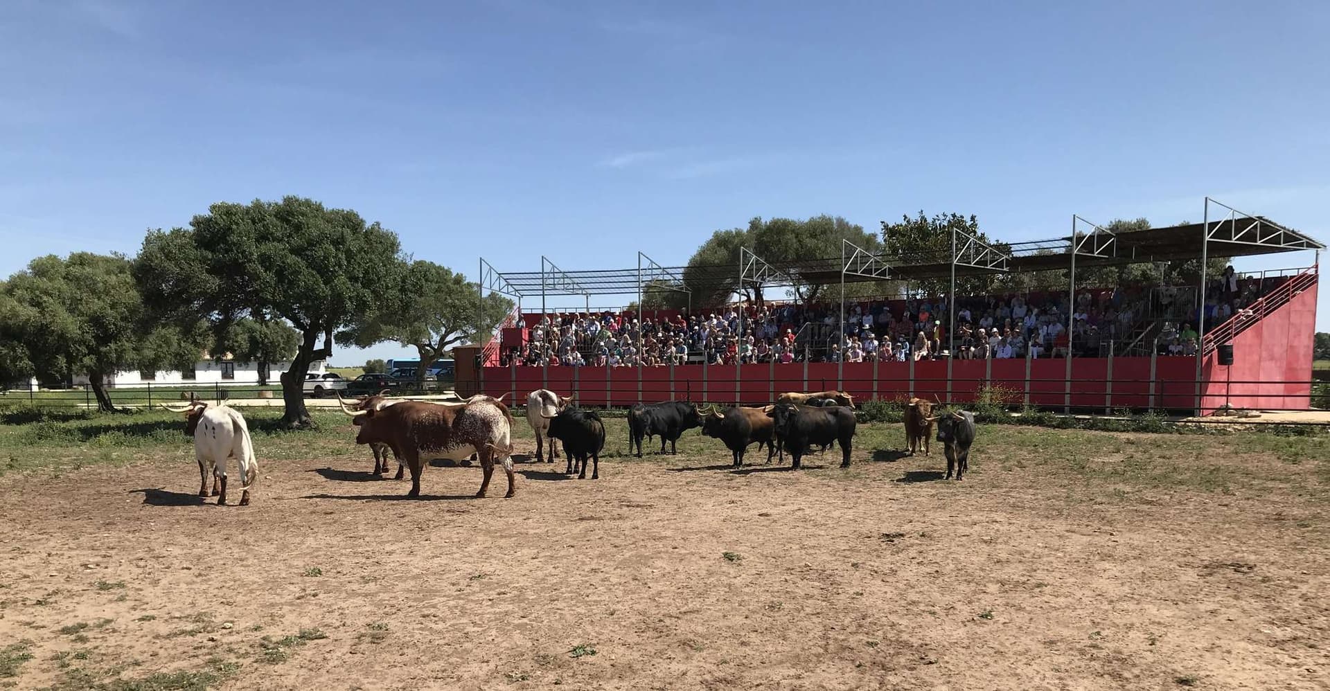 Cadiz: Andalusian Horses and Bulls Country Show photo 1