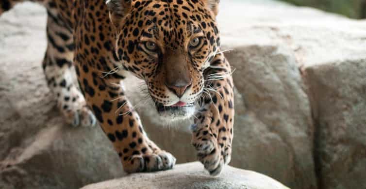 Stoneham, Massachusetts: Stone Zoo Entry Ticket