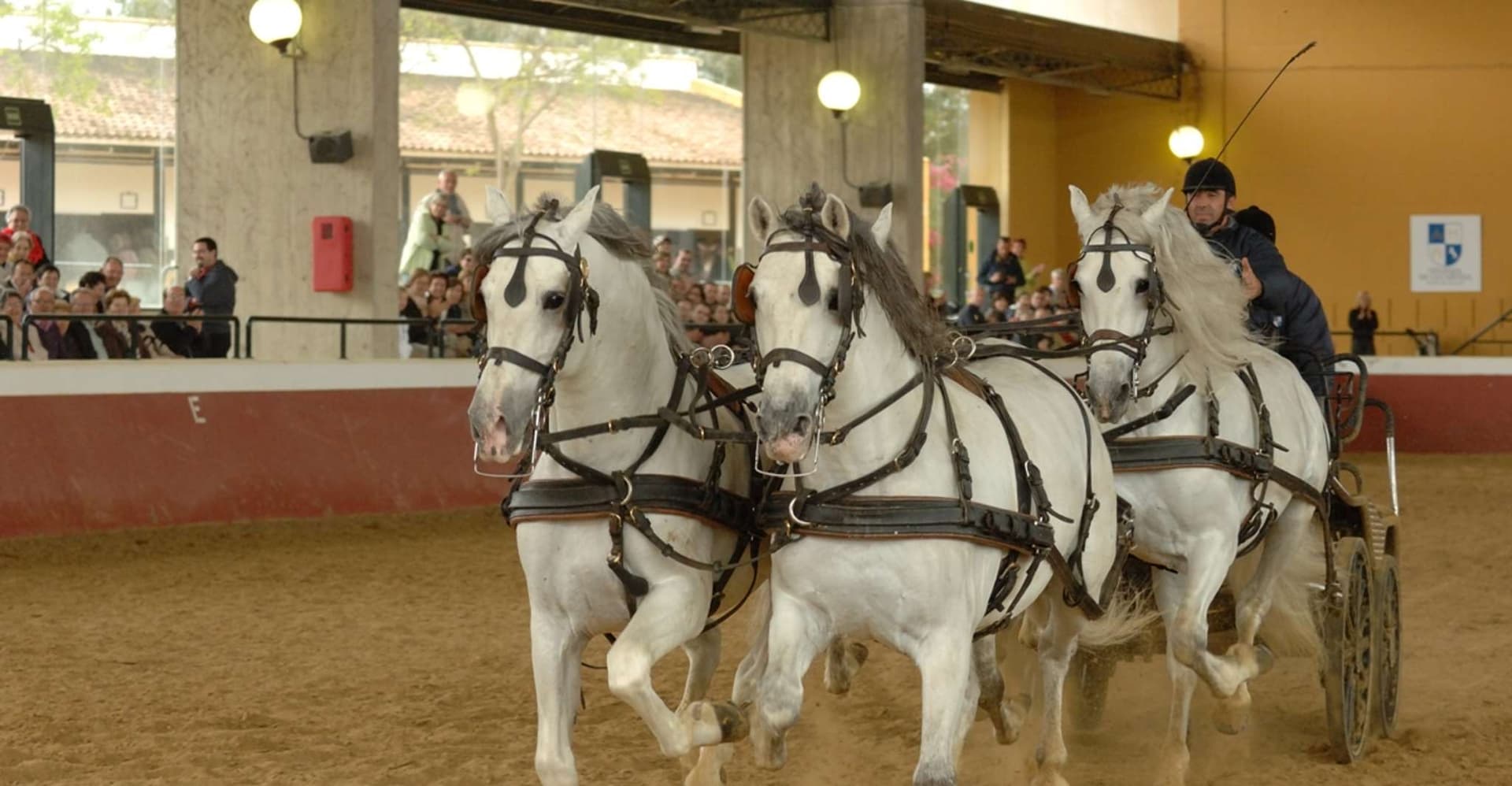 Jerez: Yeguada de la Cartuja Carthusian Horses Tour photo 15