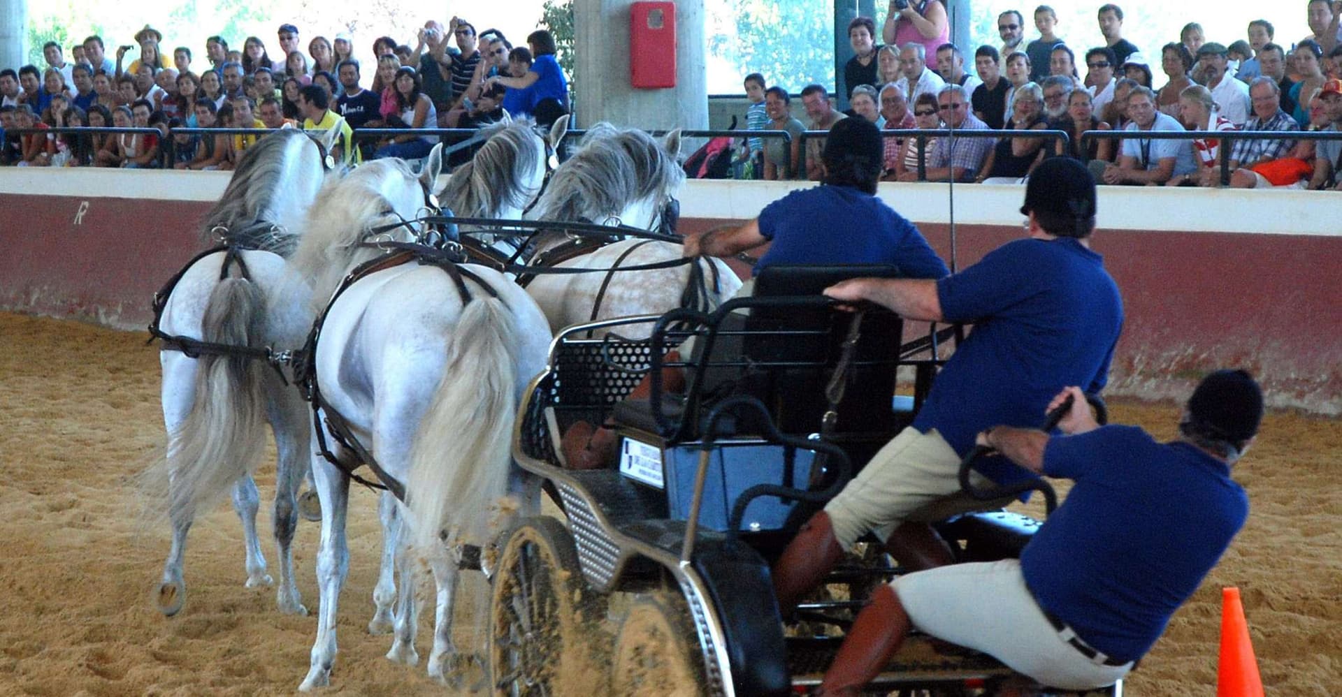 Jerez: Yeguada de la Cartuja Carthusian Horses Tour photo 17