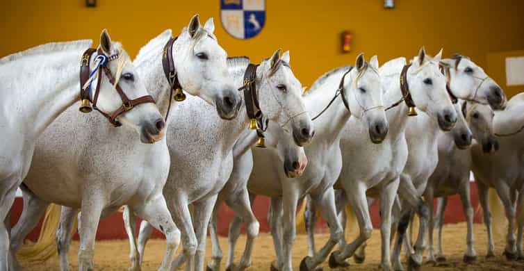 Jerez: Yeguada de la Cartuja Carthusian Horses Tour