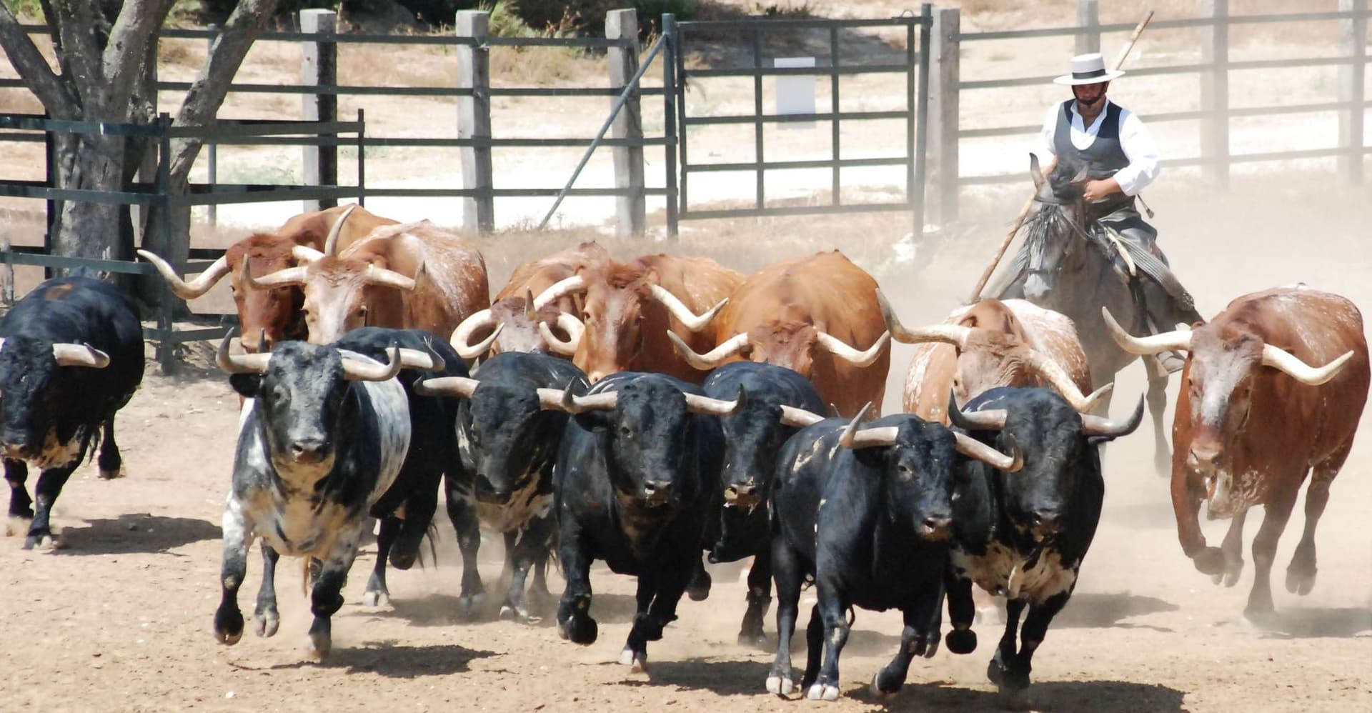 Cadiz: Andalusian Horses and Bulls Country Show photo 2