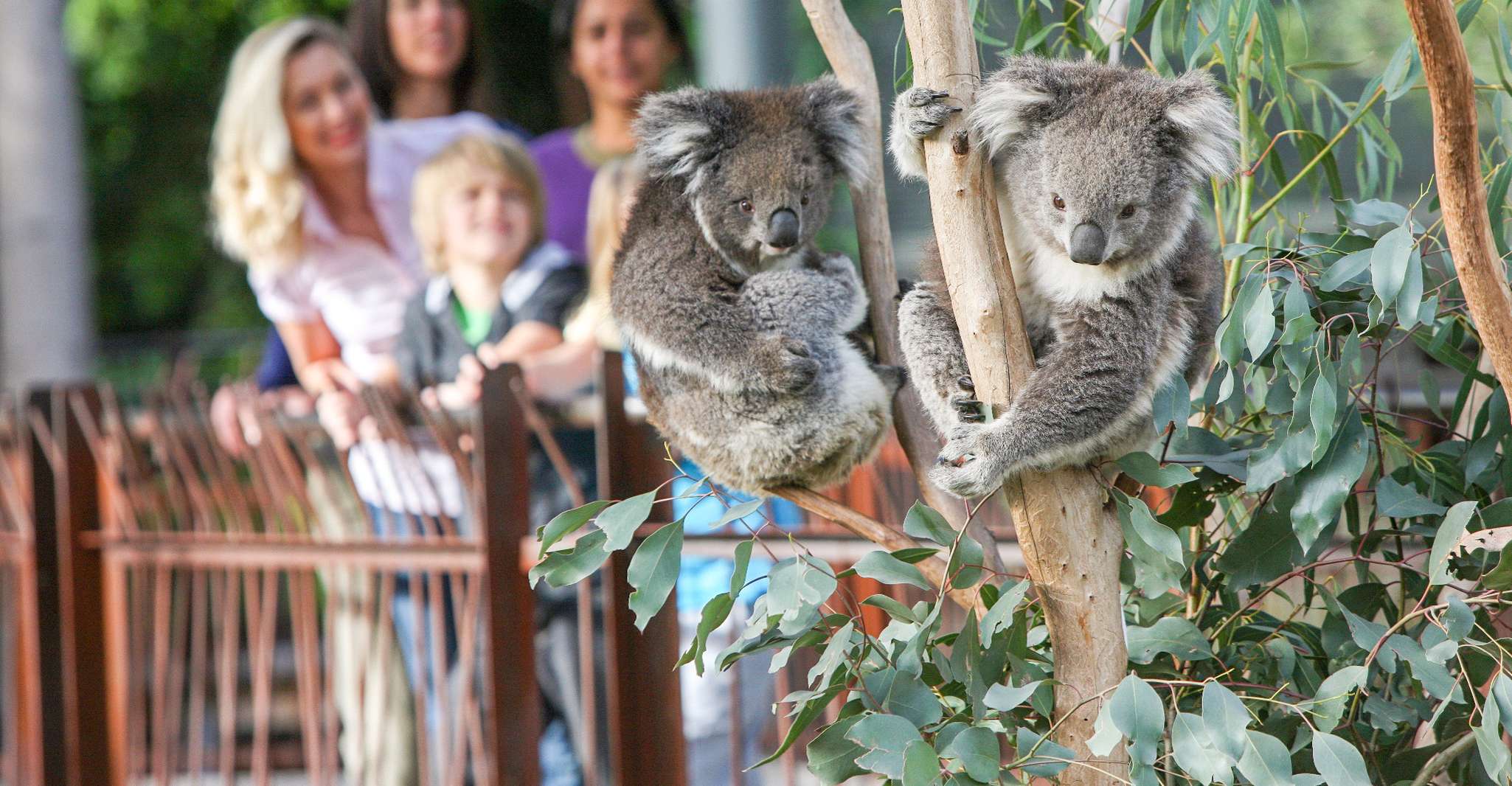 Melbourne Zoo: 1-Day Entry Ticket