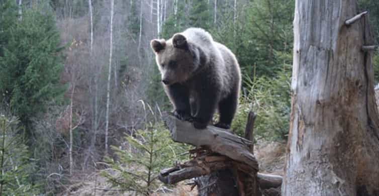 Brasov: Brown Bear & Wildlife Watching