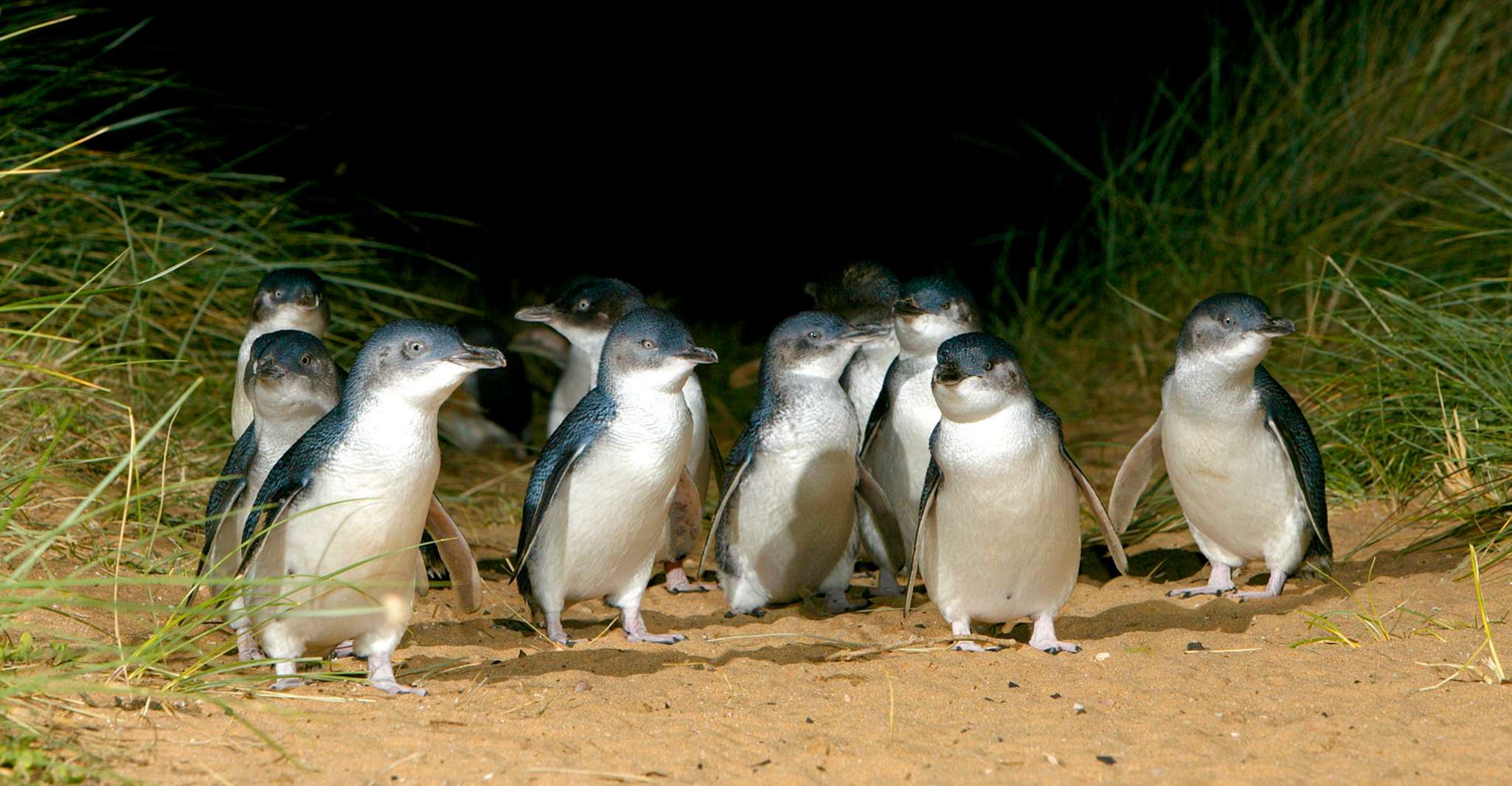 Melbourne: French and Phillip Island Wildlife Expedition