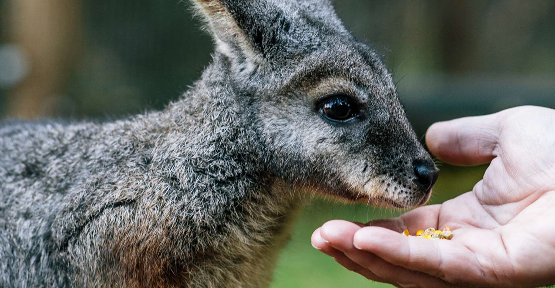 Moonlit Sanctuary Conservation Park Entry Ticket photo 2