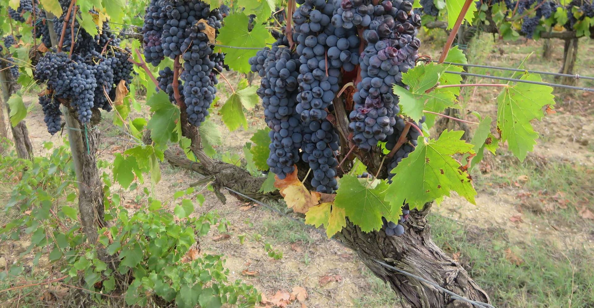 From Florence: Tuscany Vespa Tour with Lunch & Wine photo 11