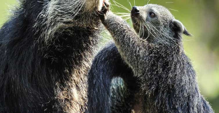 Paris: Ménagerie Zoo of Jardin des Plantes Entrance Ticket