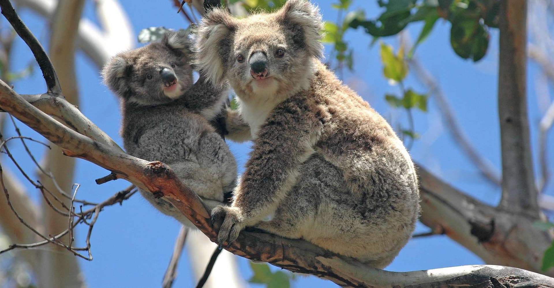 From Melbourne: Great Ocean Road, 12 Apostles, Wildlife Tour photo 4