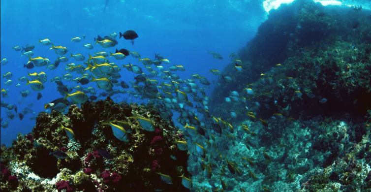 Byron Bay: Nguthungulli Julian Rocks Snorkeling Tour