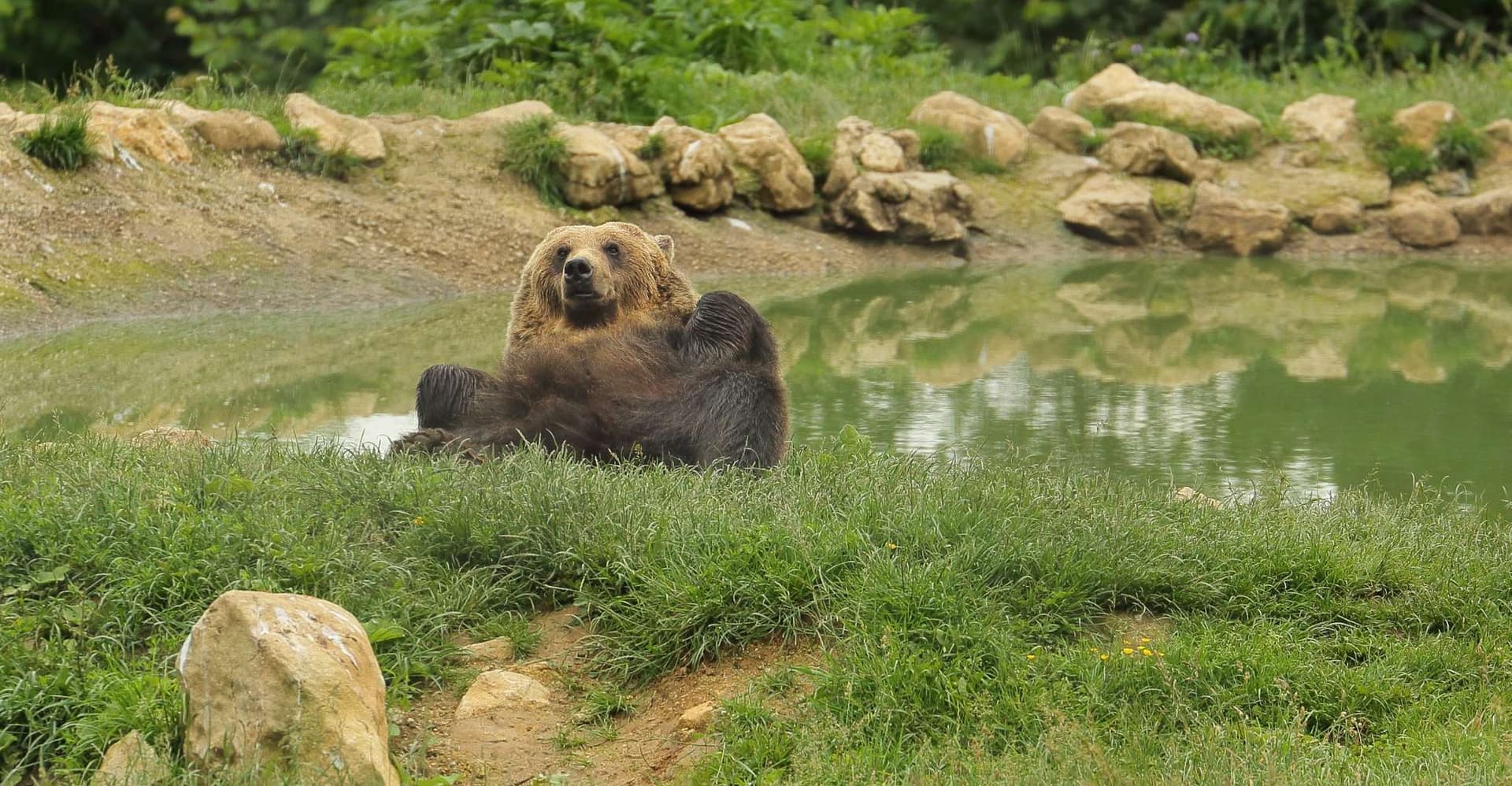 Bucharest: Day Trip to Bear Sanctuary, Bran Castle & Brasov photo 1
