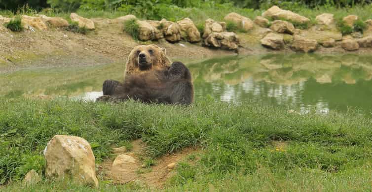 Bucharest: Day Trip to Bear Sanctuary, Bran Castle & Brasov