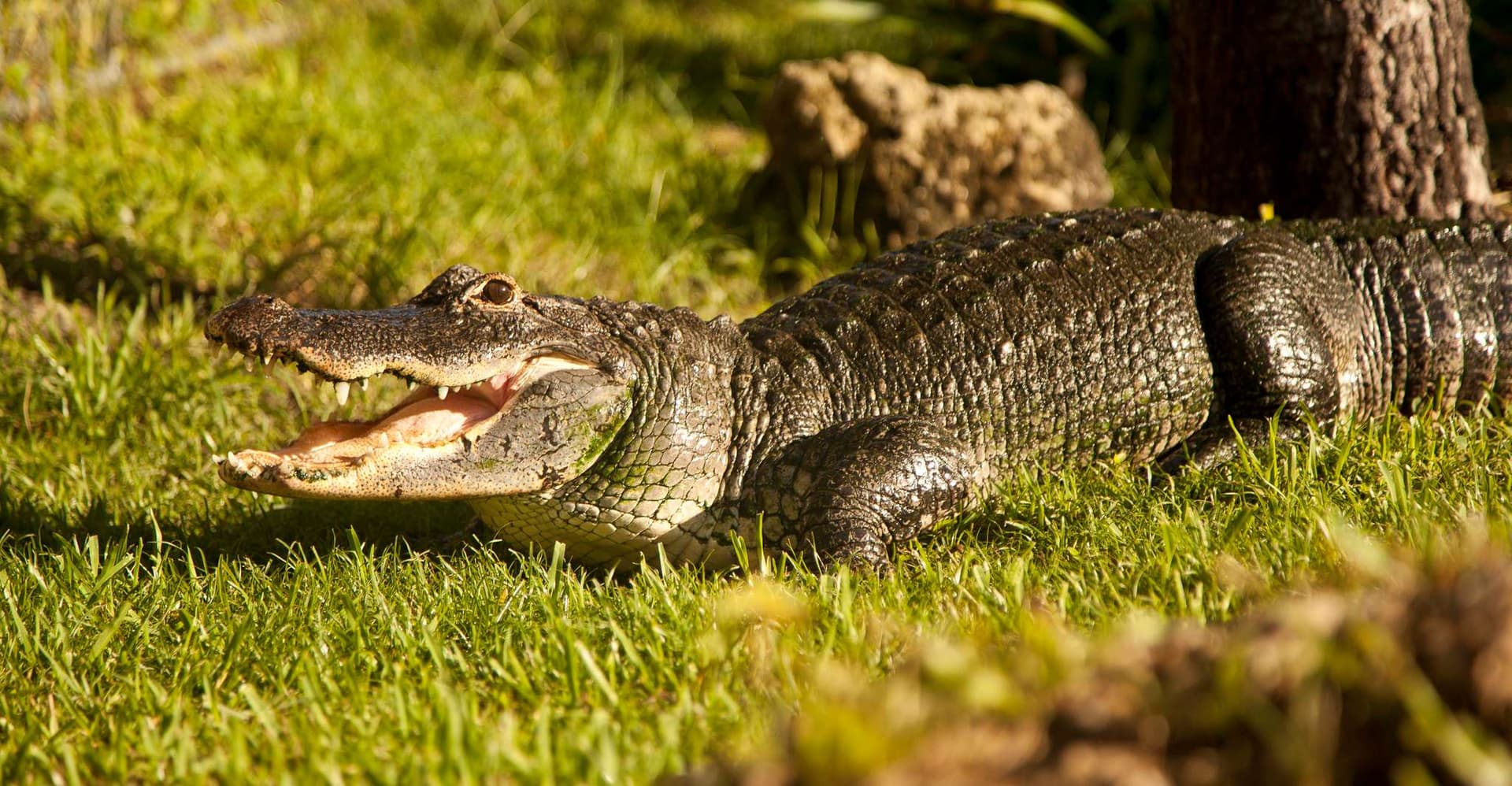 Everglades: Sawgrass Park Day Time Airboat Tour & Exhibits photo 5