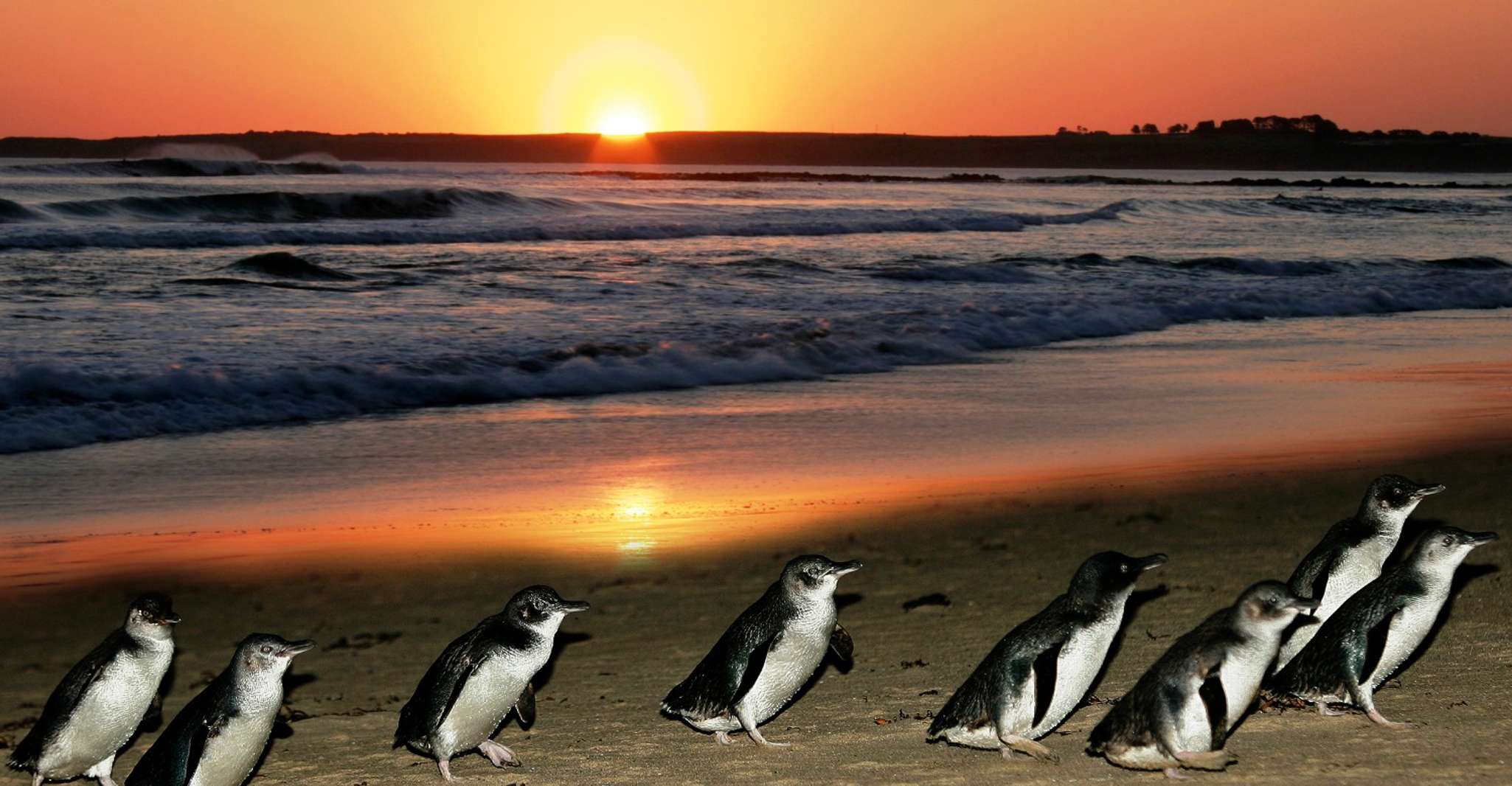 From Melbourne: Penguin Parade, Koalas & Kangaroos