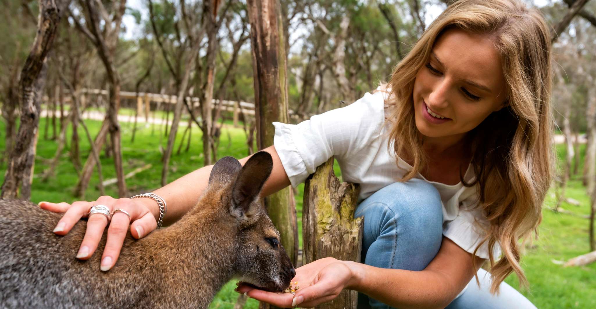 From Melbourne: Penguins and Wildlife Nature Day Tour