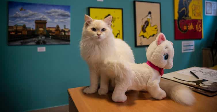 Budapest: Cat Museum Budapest Entry Ticket