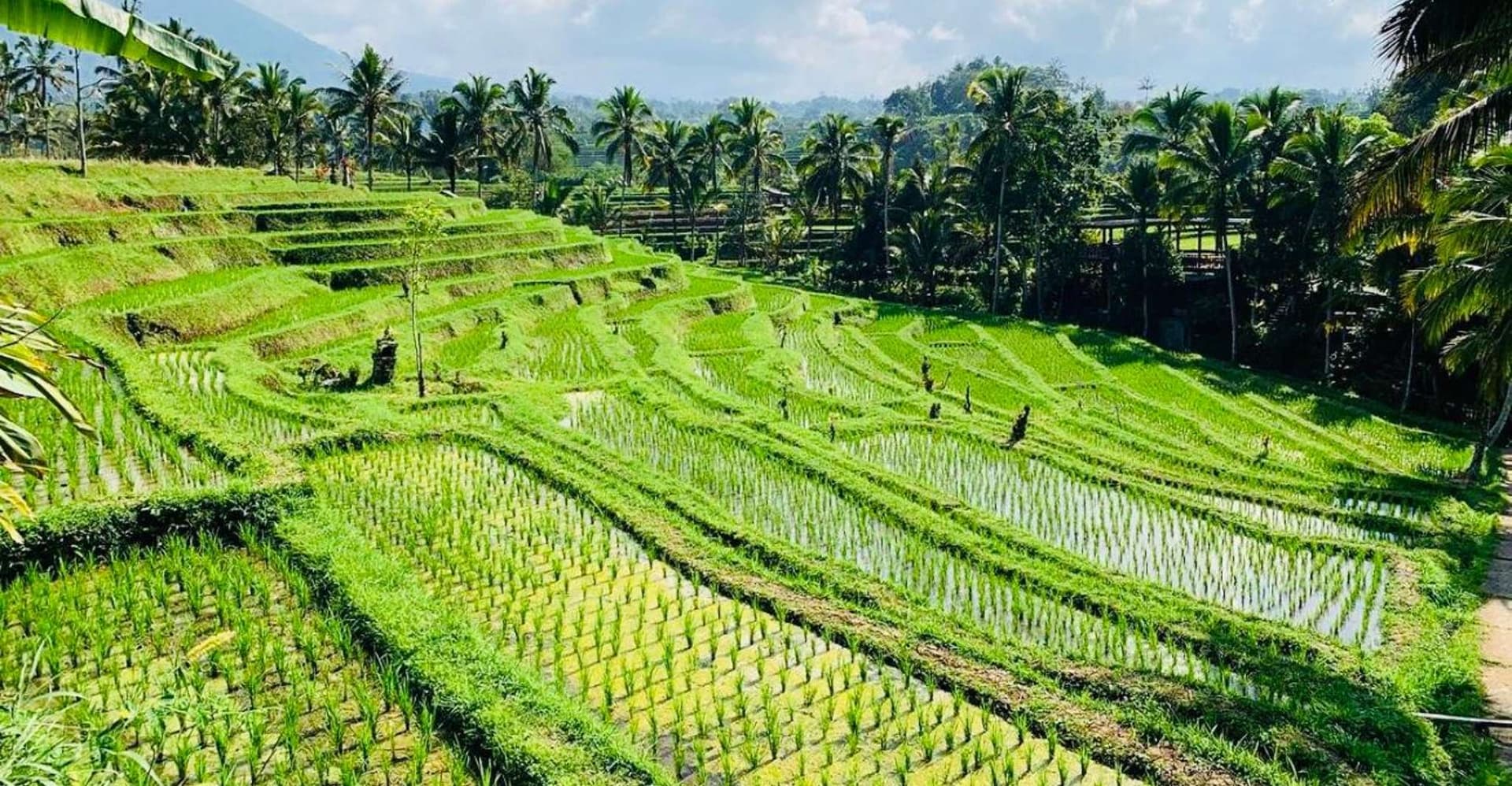 Bali: Tanah Lot, Jatiluwih Terrace, & Ulundanu Beratan Tour photo 6