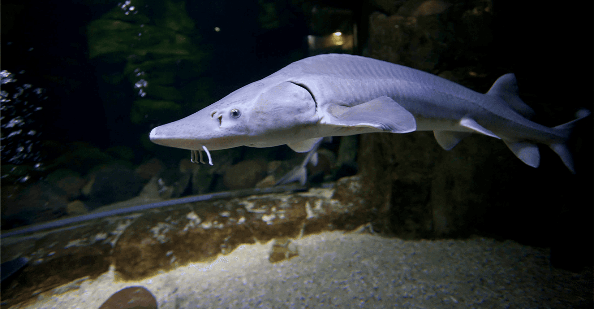 Zaragoza : Aquarium entry ticket photo 6