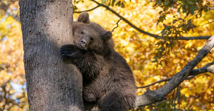 Brasov: Bear Sanctuary, Dracula Castle, and Râşnov Fortress