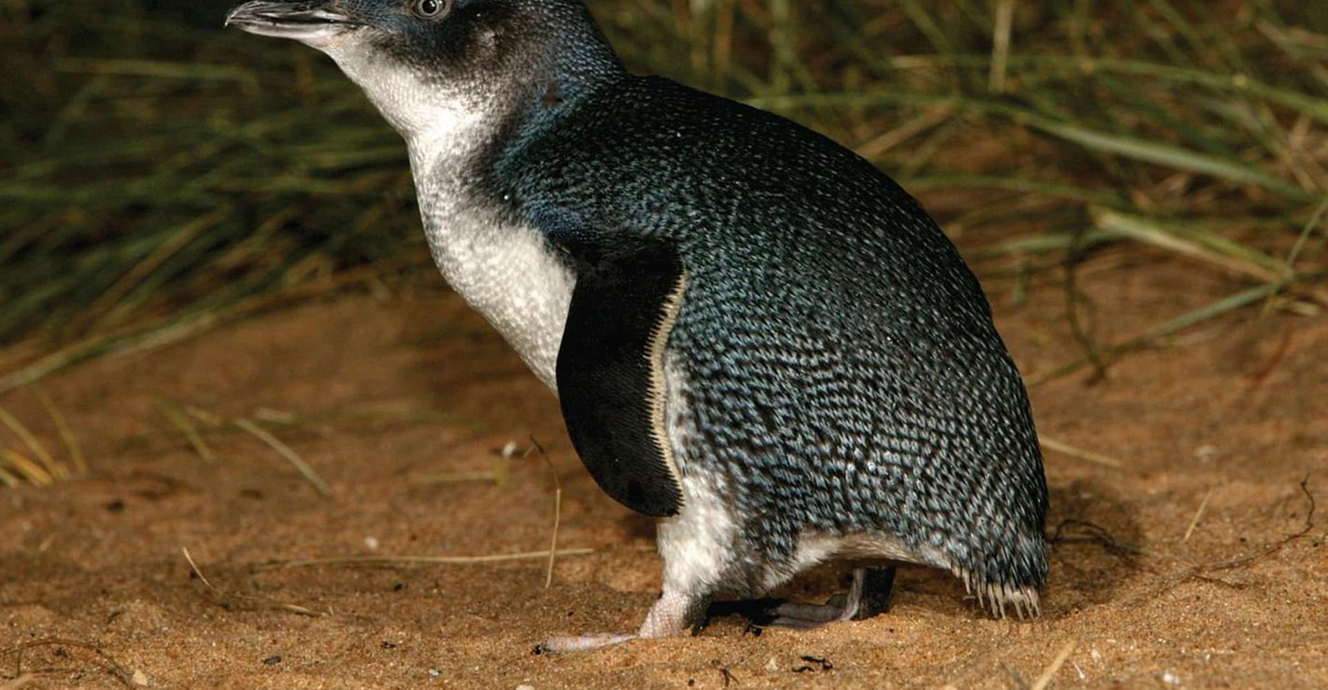 From Melbourne: Phillip Island and Penguin Parade Day Tour photo 17