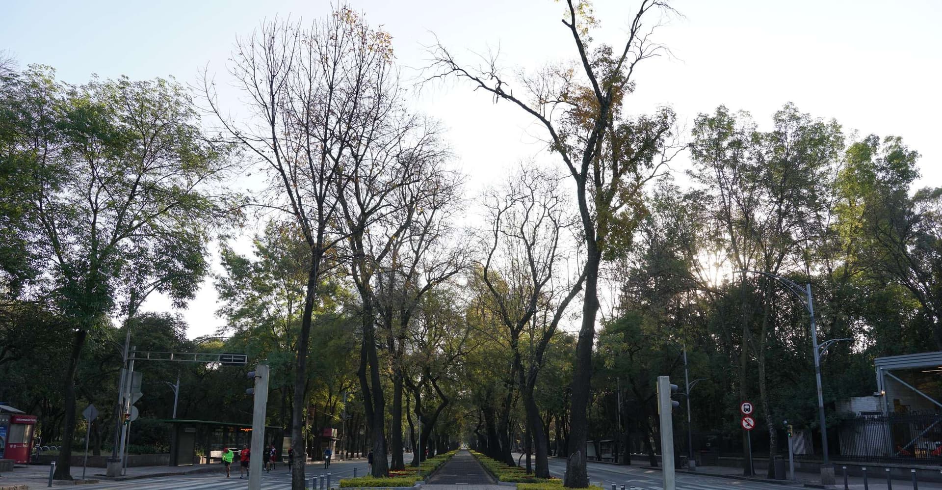 Mexico City: 19 City Highlights Bicycle Tour photo 5