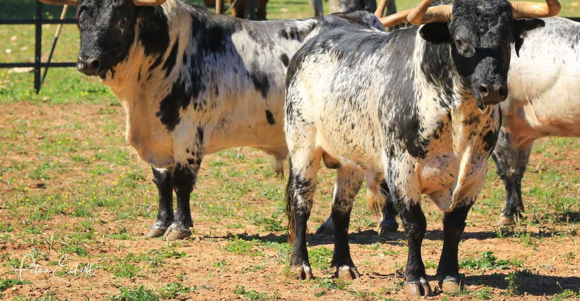 Cadiz: Andalusian Horses and Bulls Country Show photo 4