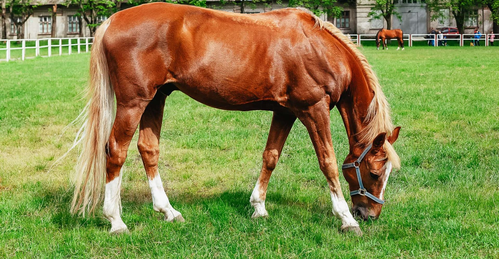 Jerez de la Frontera: How the Andalusian Horses Dance photo 5