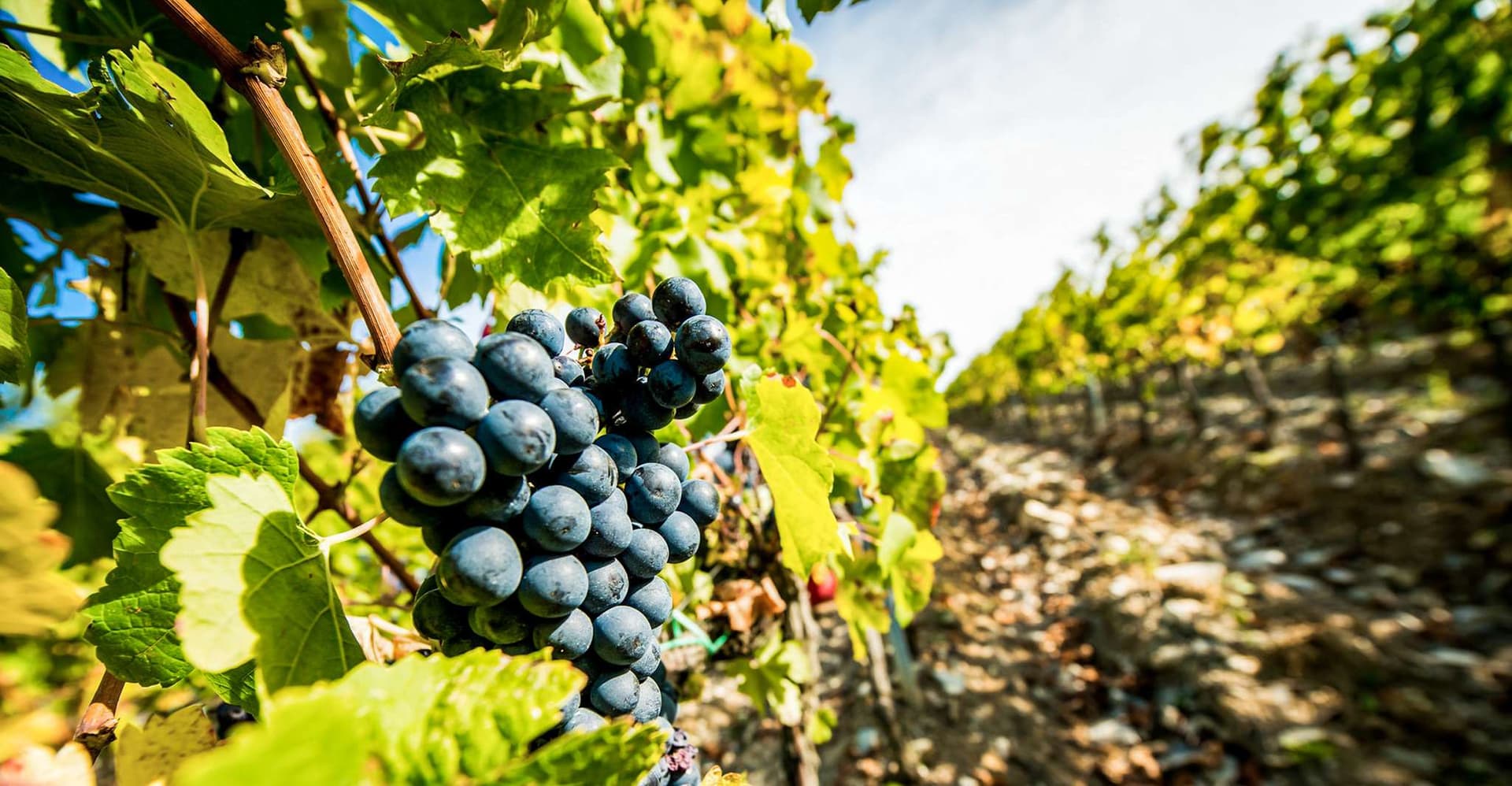 From Florence: Tuscany Wine & Food Tour with Guide photo 1