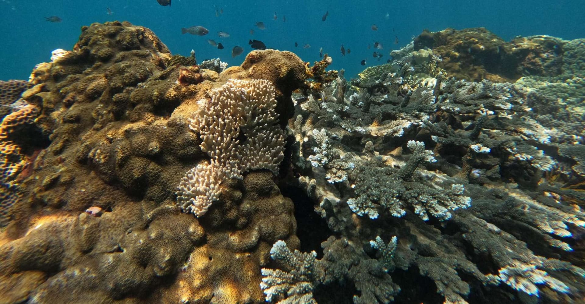 Bali: Snorkeling Blue Lagoon 2 Spot & Lunch optional Village photo 8