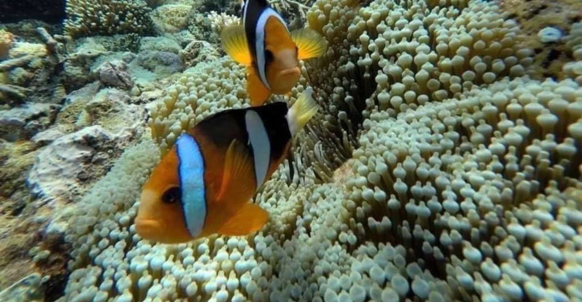 Bali: Snorkeling Blue Lagoon 2 Spot & Lunch optional Village photo 16