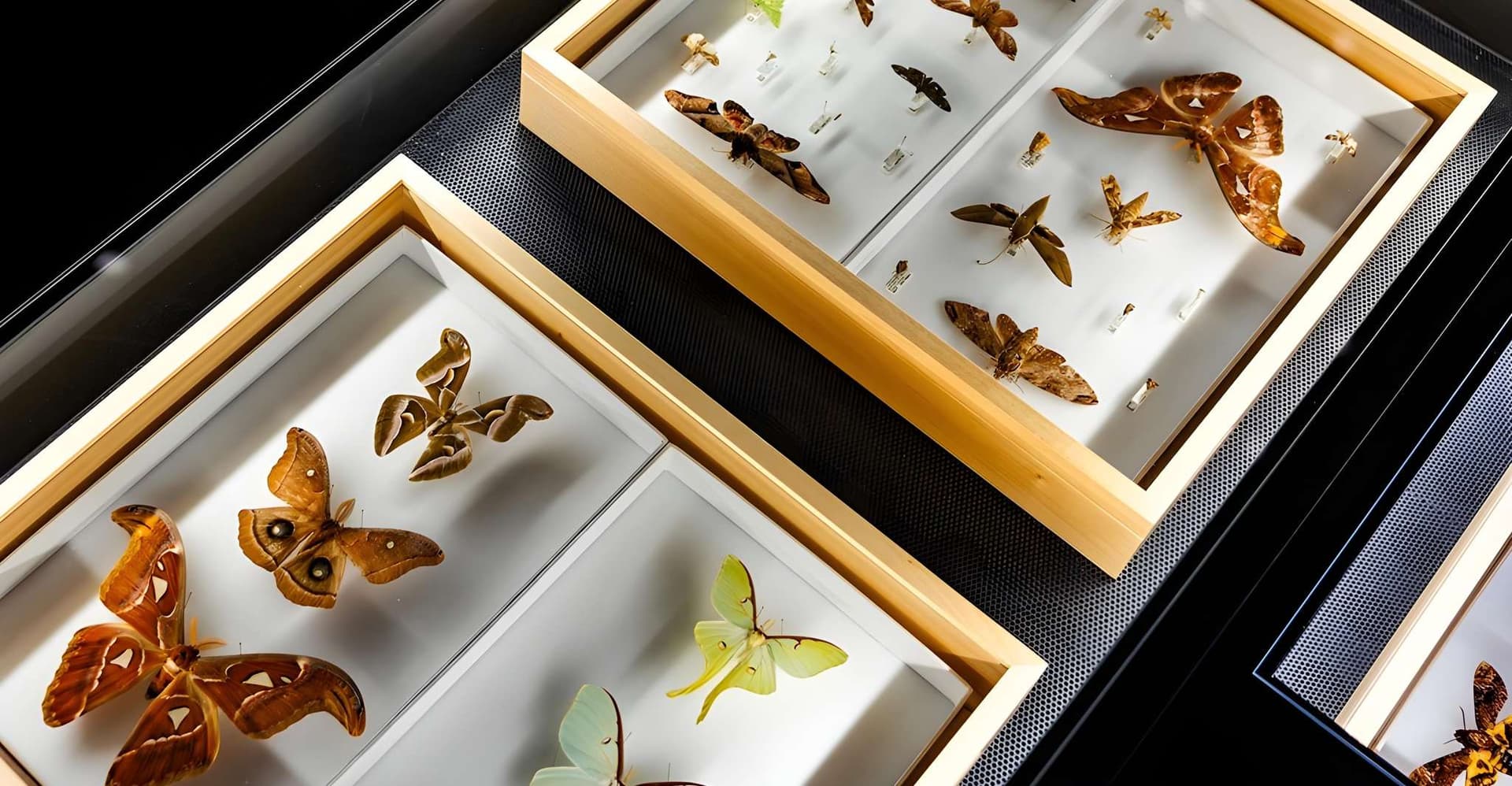 Singapore: ArtScience Museum Entry Ticket photo 4