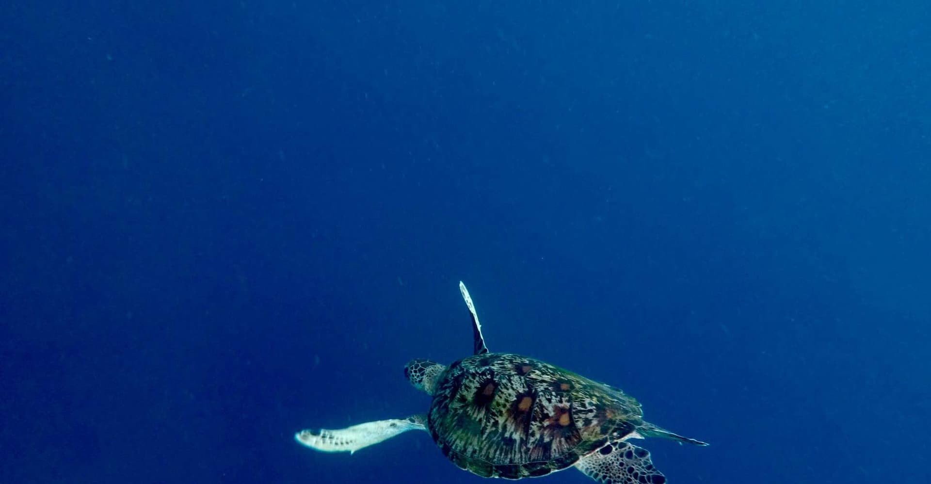 Bali: Snorkeling Blue Lagoon 2 Spot & Lunch optional Village photo 3