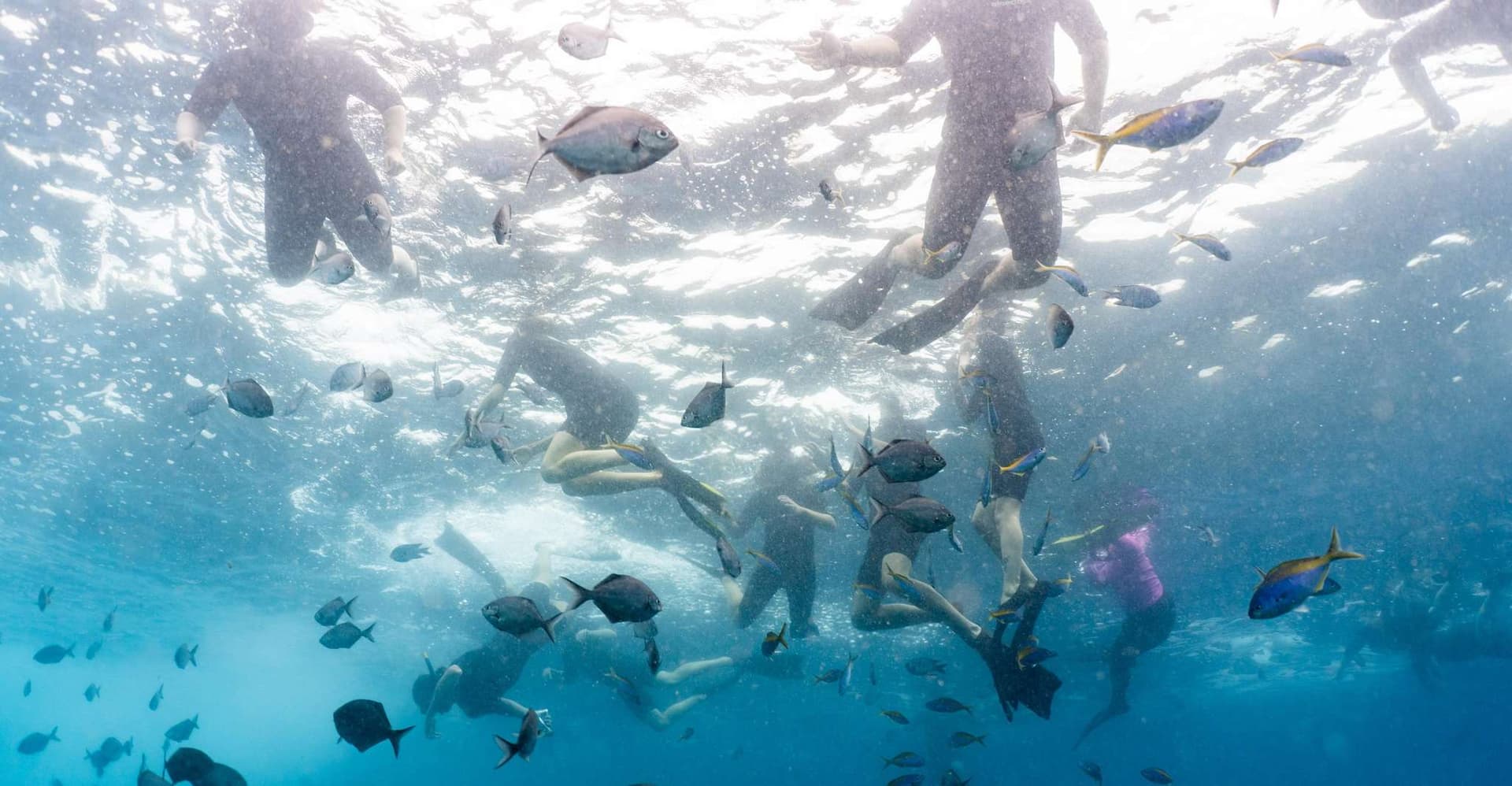 Byron Bay: Snorkeling Tour at Julian Rocks, Nguthungulli photo 17