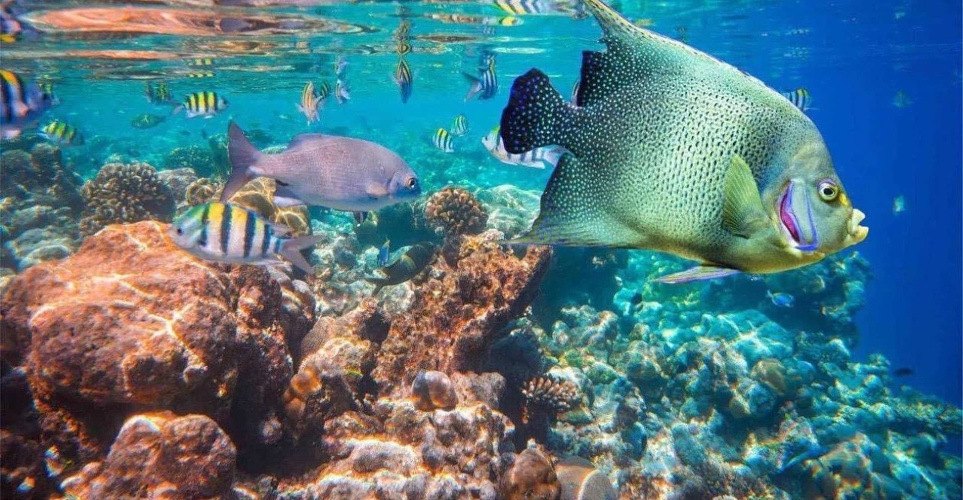 Bali: Snorkeling Blue Lagoon 2 Spot & Lunch optional Village photo 15