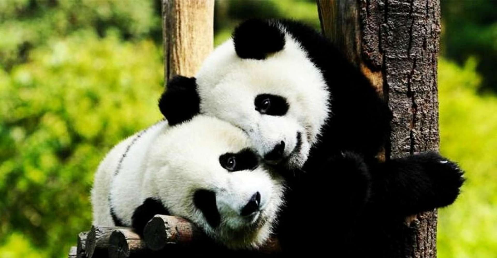 Shanghai: Zoo and Zhujiajiao Water Town Tour with Boat Ride photo 1