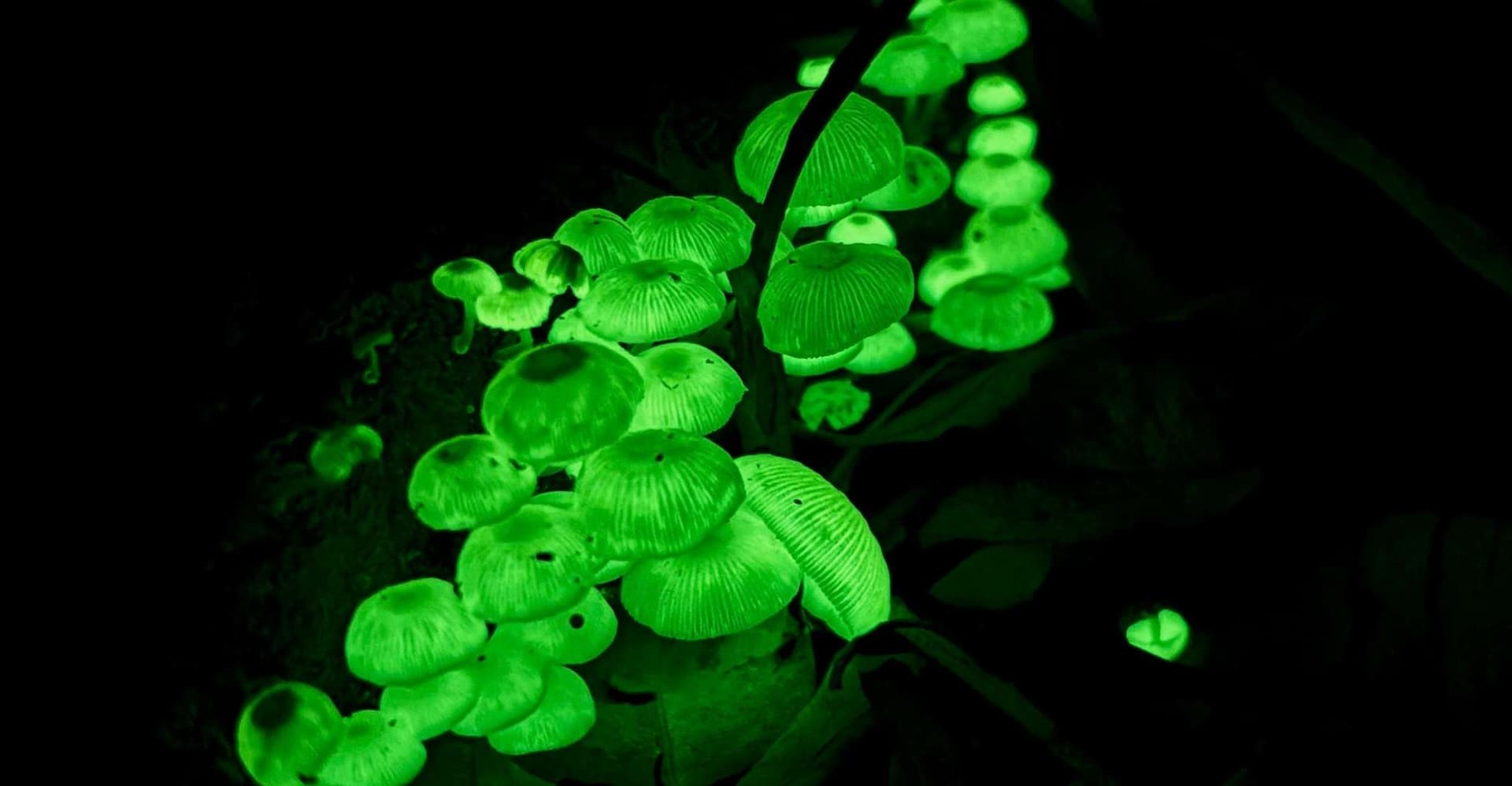 Byron Bay: Glowworms, Waterfalls & Rainforest Experience photo 7