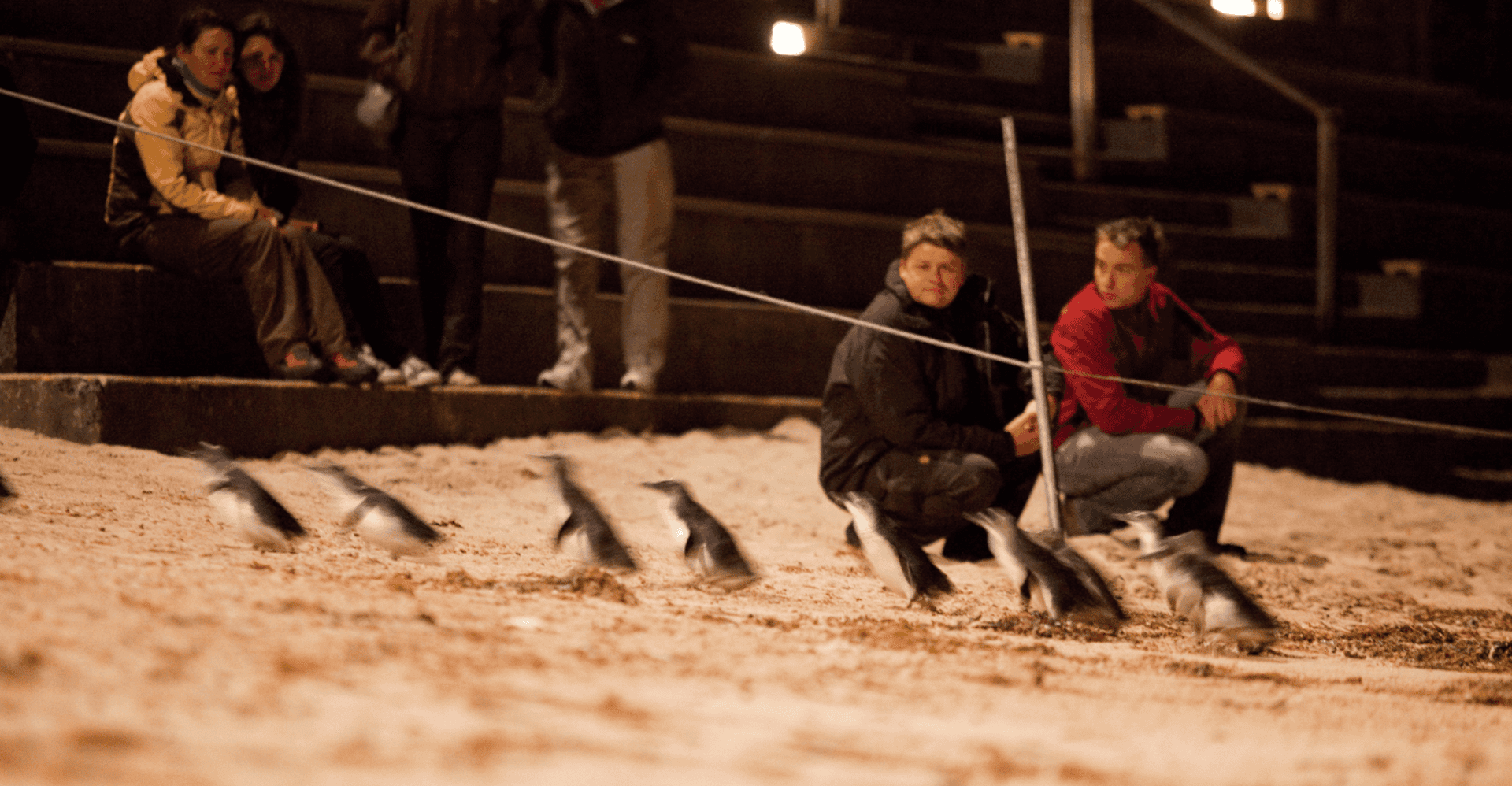 From Melbourne: Phillip Island Penguin Parade Eco Tour photo 13