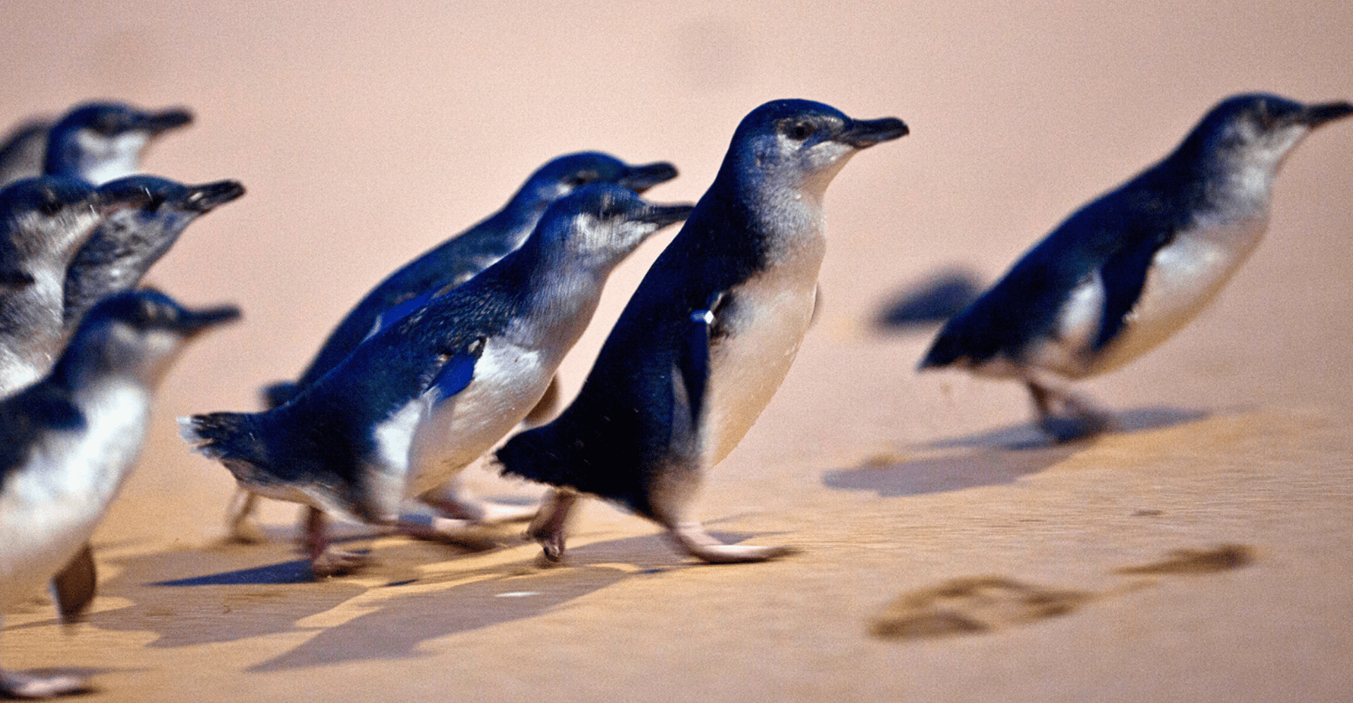From Melbourne: Phillip Island Penguin Parade Eco Tour photo 1