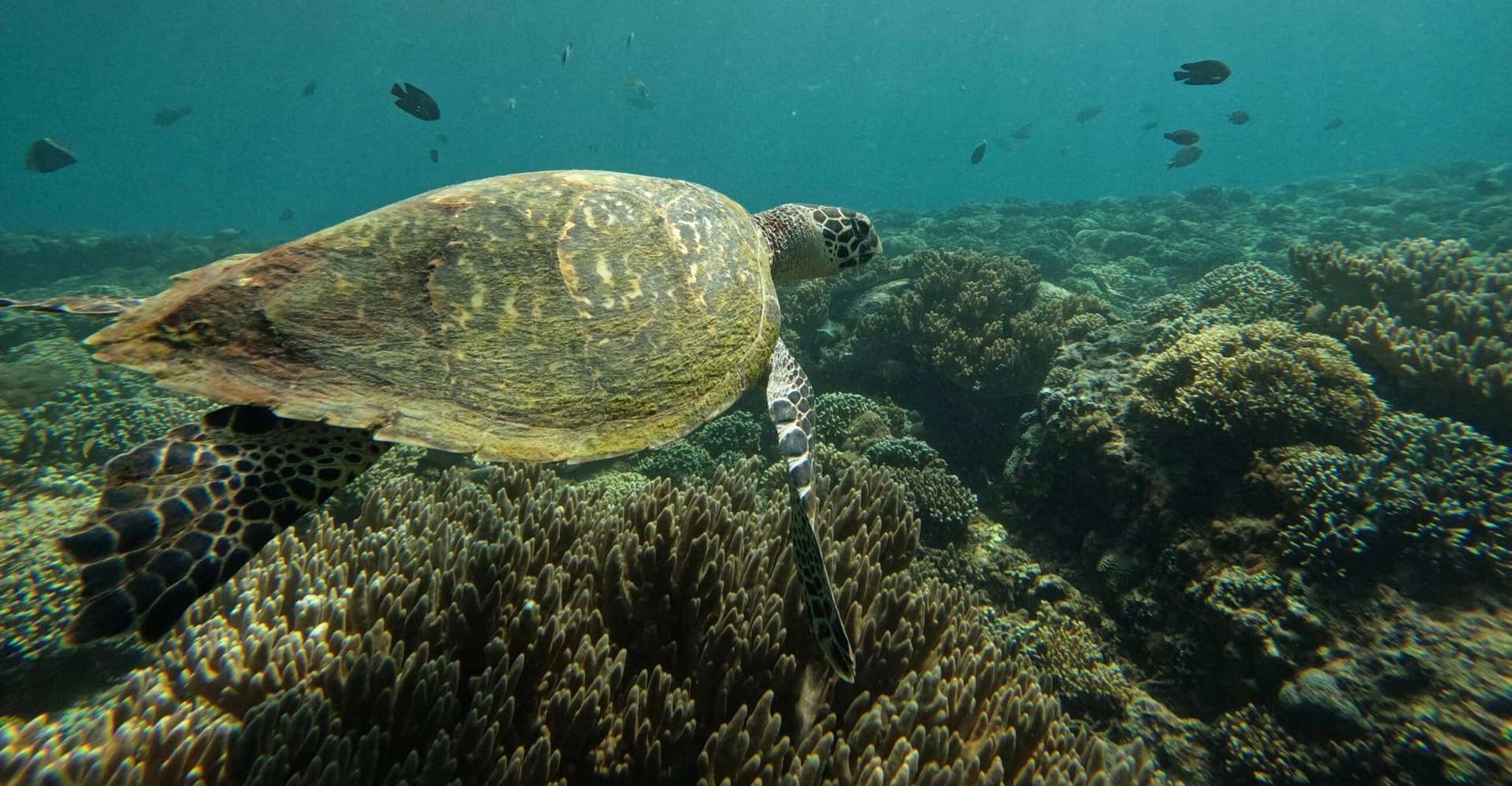 Bali: Snorkeling Blue Lagoon 2 Spot & Lunch optional Village photo 12