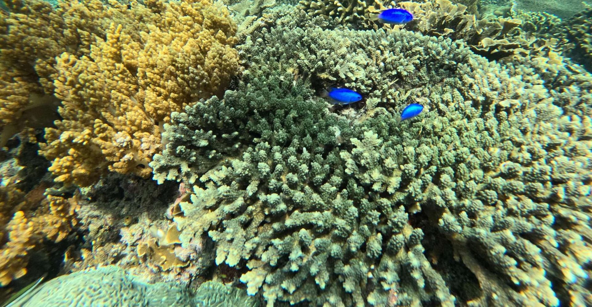 Bali: Snorkeling Blue Lagoon 2 Spot & Lunch optional Village photo 6