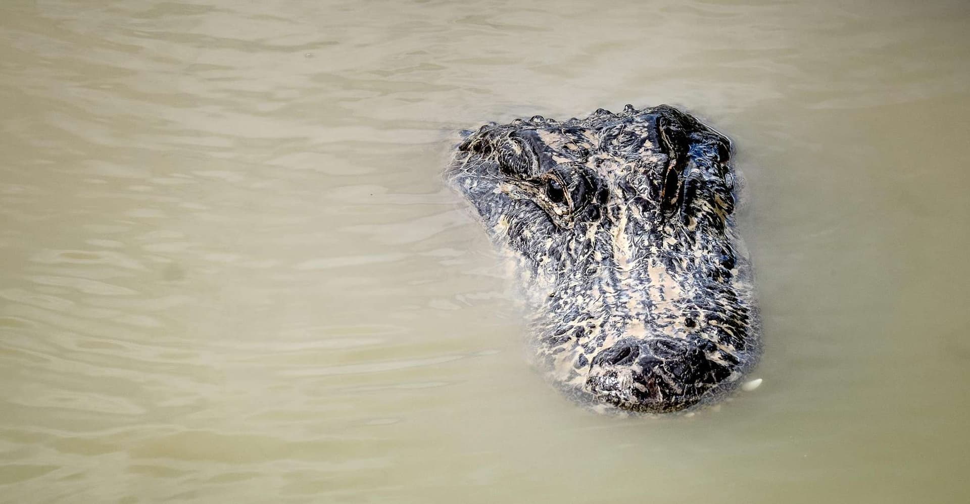 From Miami: Everglades Airboat Gator Spotting Tour photo 20